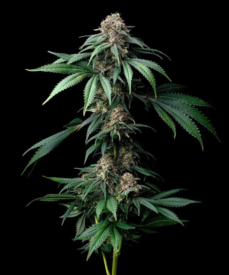 Mendo Breath, Фасовка: 3